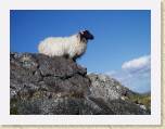 30May05 - Ireland Cam, Harls, Tim & Sally 076 * Baaaa * 2272 x 1704 * (2.53MB)